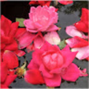 Meet your Posher, Libbie